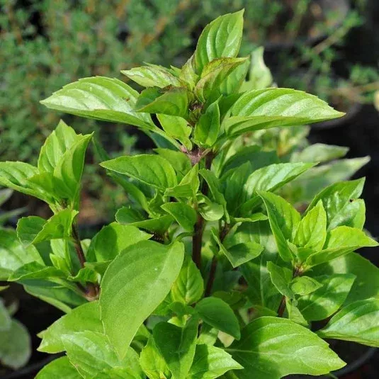 Basilicum Tauris Petite - NOVINKA