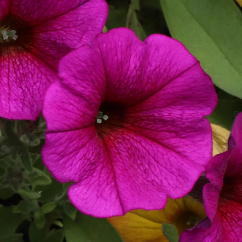 BEAUTICAL ® Purple Dawn _ NOVINKA