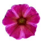 BEAUTICAL ® Rose Star - NOVINKA