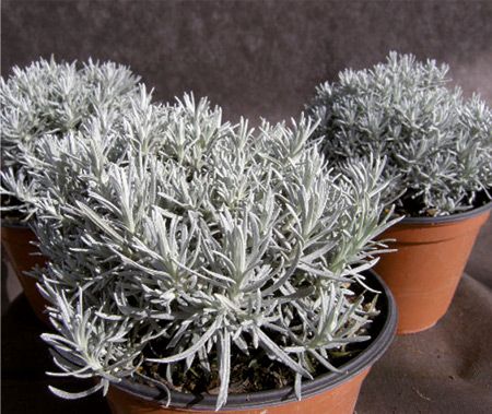 Helichrysum Italicum Maggi