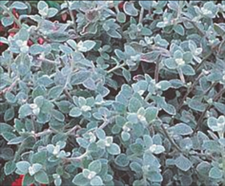 Helichrysum Nana Silver