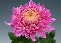 HOLIDAY PINK - NOVINKA                   ®