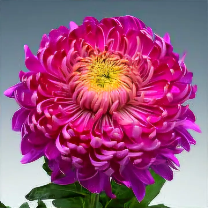 HOLIDAY PURPLE - NOVINKA ®