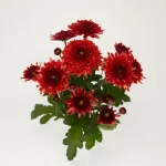 MADRAS RED     - NOVINKA       ® 