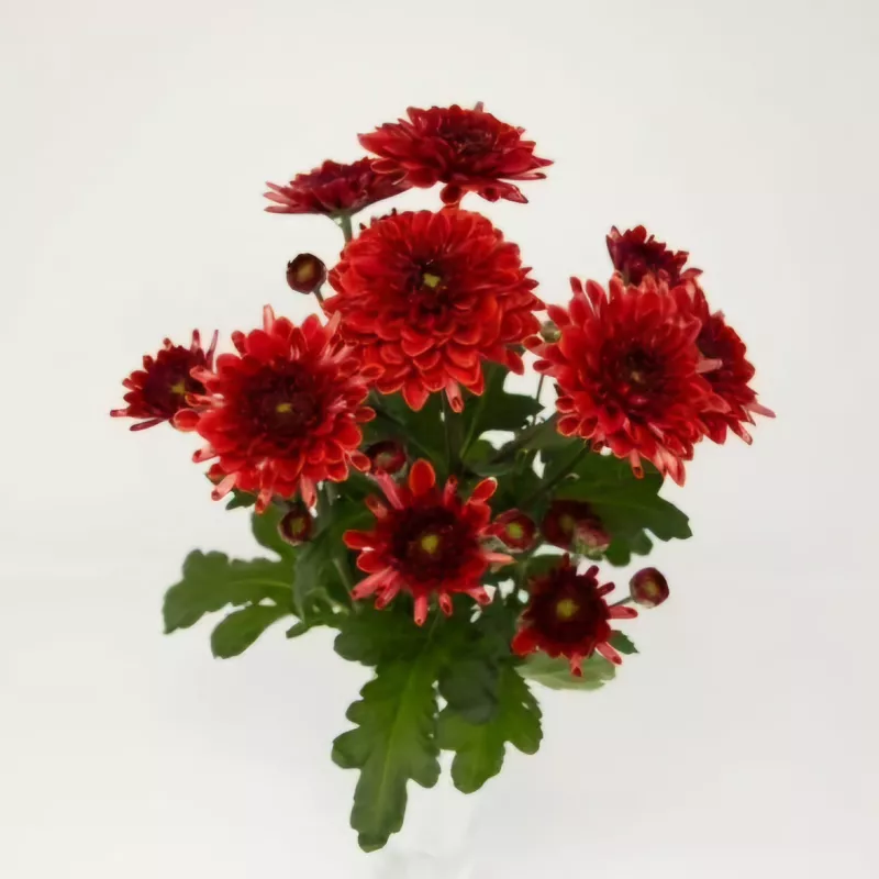 MADRAS RED - NOVINKA ®