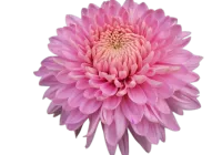 MARIELLE PINK - NOVINKA              ®