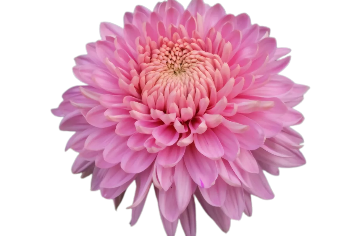 MARIELLE PINK - NOVINKA ®