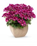 PAC Angeleyes® Cassis, Paccasis 