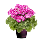 PAC Pinkerbell ®  - NOVINKA