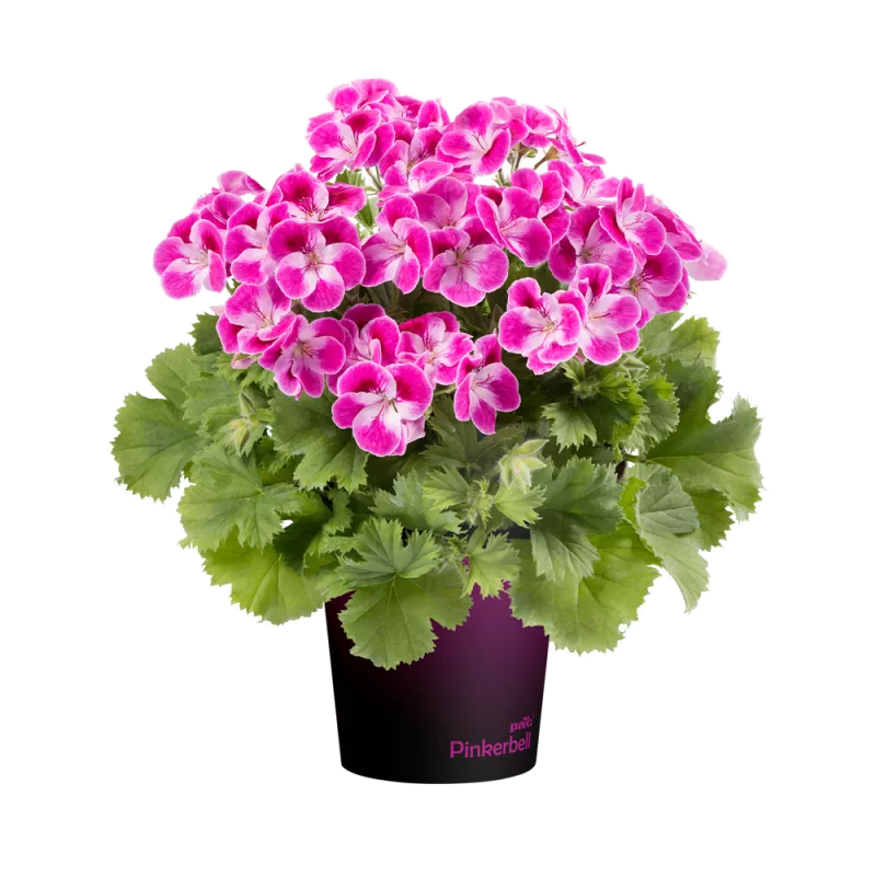 PAC Pinkerbell ® - NOVINKA