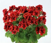 PAC Candy Flowers® Bright Red