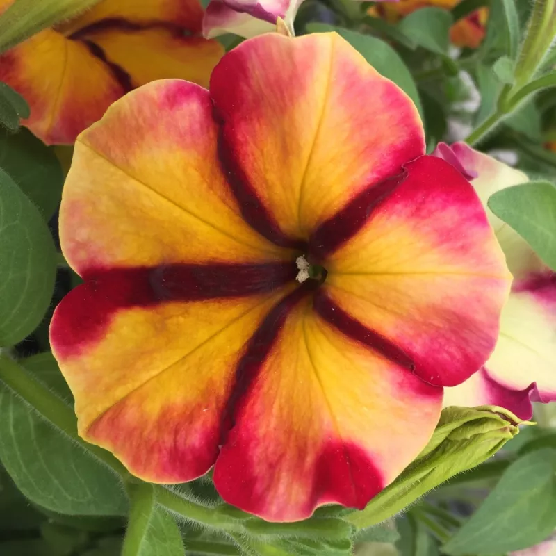 PAC Prettytoonia ® Cherry Lemon - NOVINKA