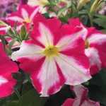 PAC Prettytoonia  ® Pink Jet 