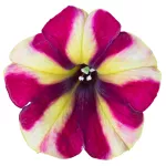 PAC Prettytoonia  ® Red Cream - NOVINKA