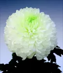 PALISADE WHITE     - NOVINKA          ®