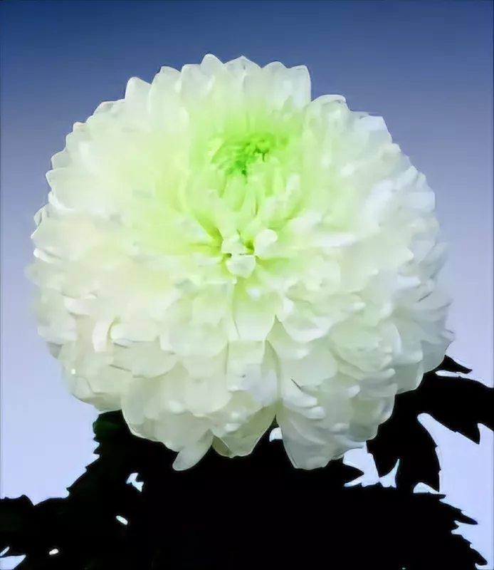 PALISADE WHITE - NOVINKA ®