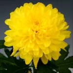 PALISADE YELLOW  - NOVINKA             ®