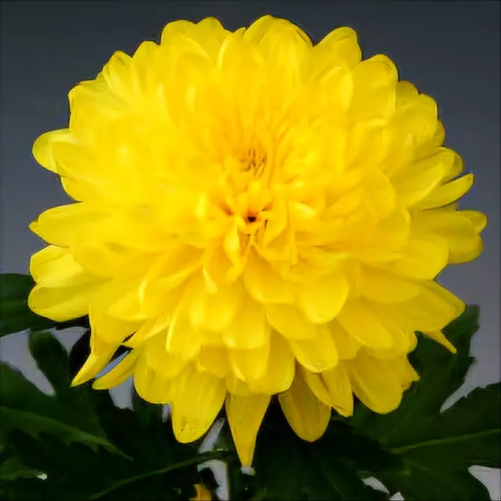 PALISADE YELLOW - NOVINKA ®