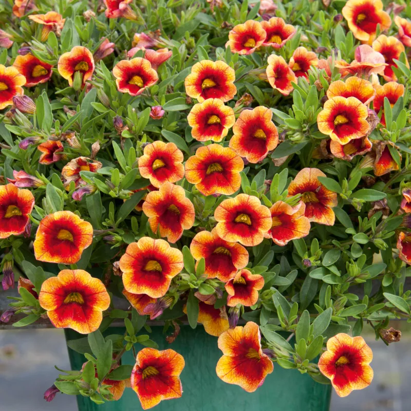 PortuCal ® Trailing Orange Red