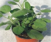 Salvia Officinalis Culinaria