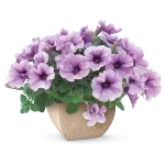 Surfinia ® Compact Purple Vein _ NOVINKA