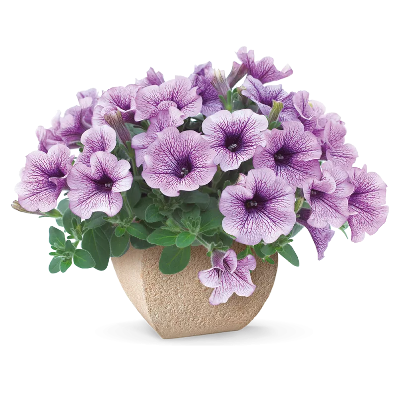 Surfinia ® Compact Purple Vein _ NOVINKA