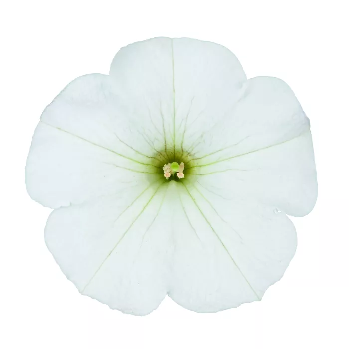 Surfinia ® Impulz White - NOVINKA