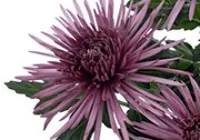 TIANA DARK   - NOVINKA                ®