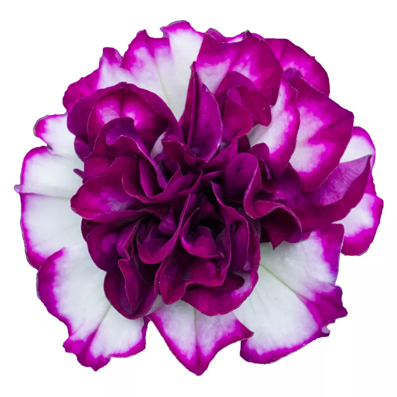 Tumbelina ® Nicola - NOVINKA