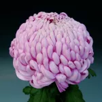  VIENA PINK   - NOVINKA                  ®