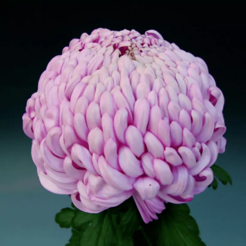 VIENA PINK - NOVINKA ®