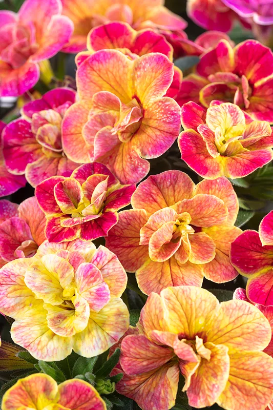 WFL ® Chameleon Double 4 Deset Rose - NOVINKA