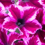 WFL ® Crazytunia ® Cosmic Pink  - NOVINKA