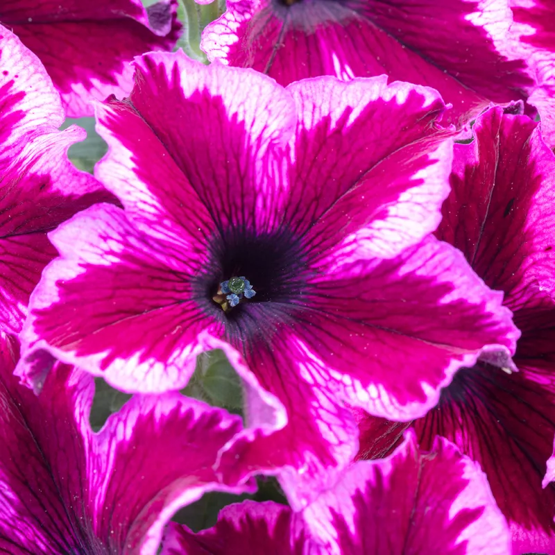 WFL ® Crazytunia ® Cosmic Pink - NOVINKA