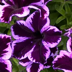   WFL® Crazytunia  ® Cosmic Violet -  NOVINKA