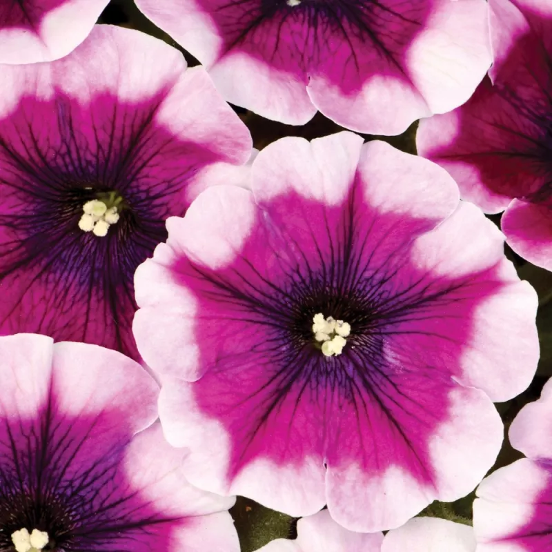 WFL ® Crazytunia ® Passion Punch