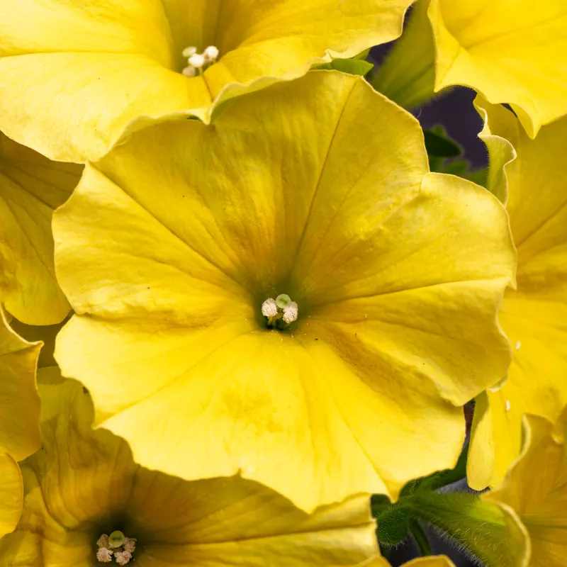 WFL ® Crazytunia ® Yello - NOVINKA